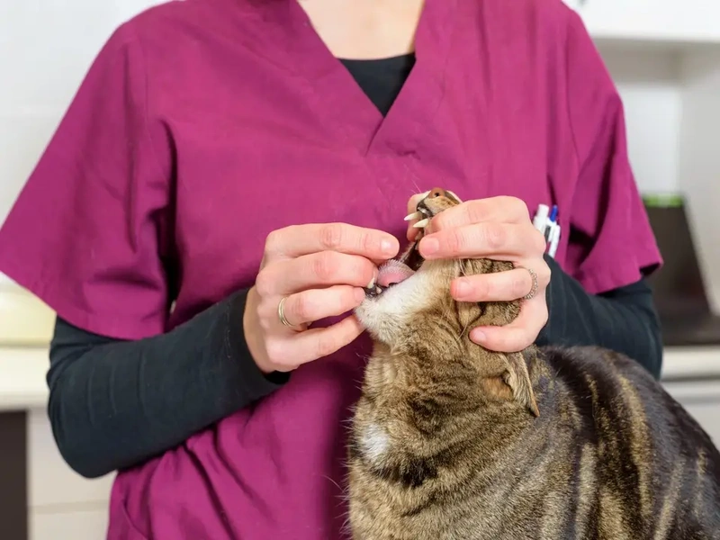 podawanie tabletki odrobaczającej dla kota