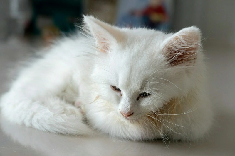 biały kot