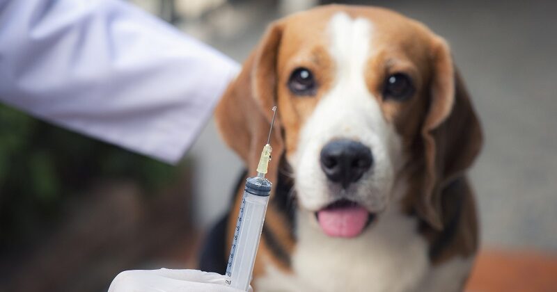 Na co warto zaszczepić swojego psa?