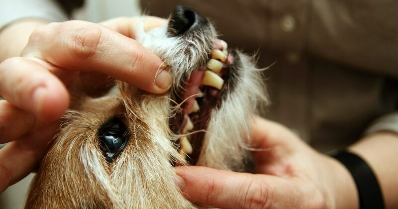 Co robić, gdy pies złamie zęba?
