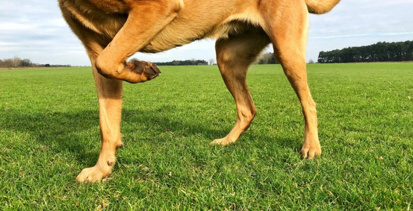 Dlaczego psy tak często cierpią na zerwanie więzadła w kolanie?